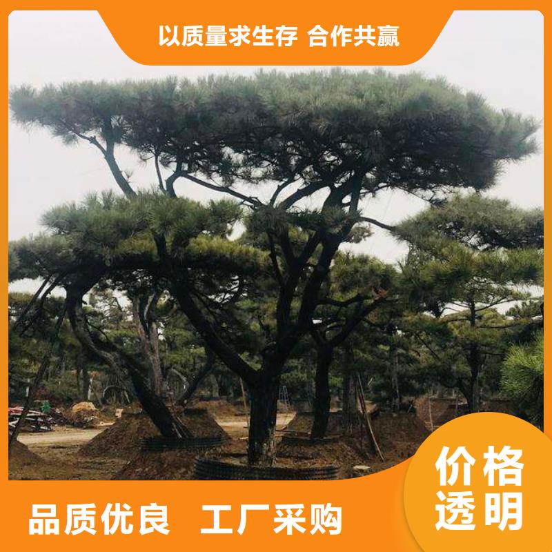 造型松,平顶松选择大厂家省事省心