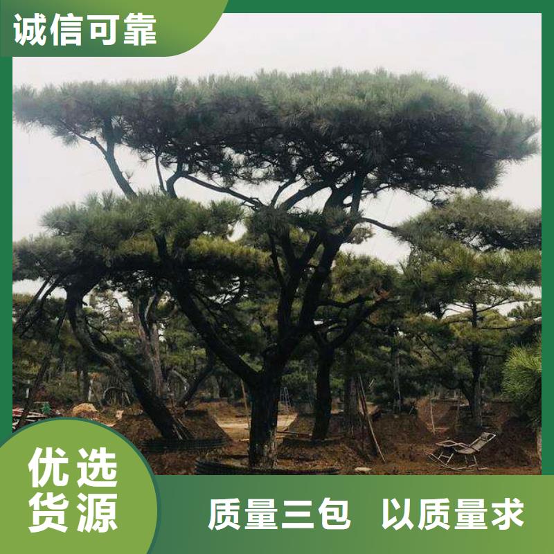 造型松大型古松量大更优惠