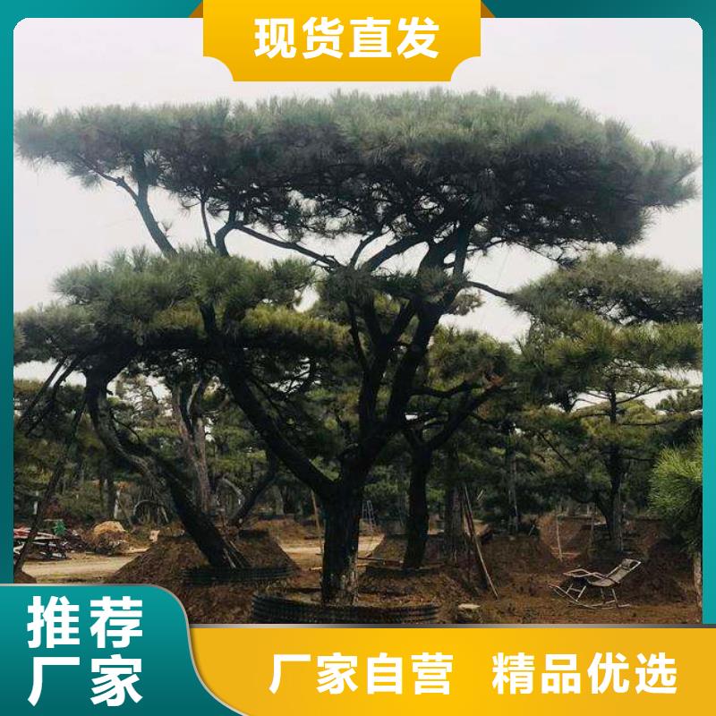 造型松古桩物流配货上门