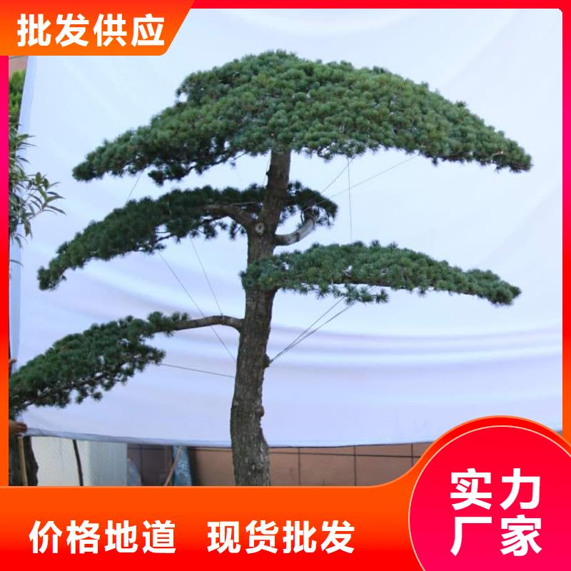 造型松造型油松制造厂家