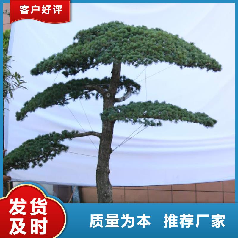 造型松为您提供一站式采购服务