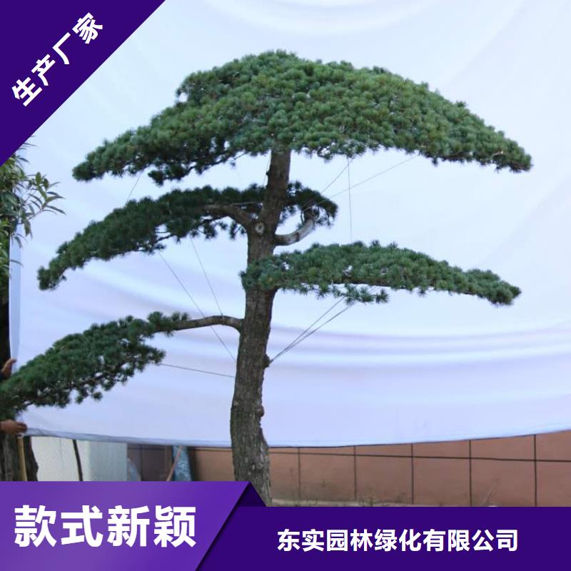 【造型松古桩欢迎来电咨询】