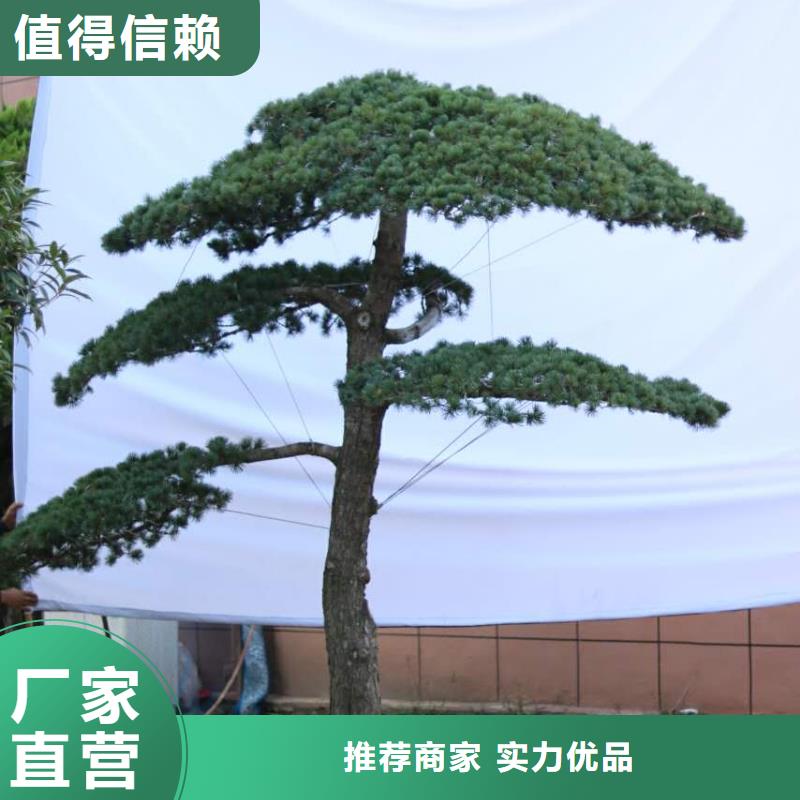 造型池松-视频-造型池松_山西省运城市市场覆盖河津|绛县|阳泉|吕梁|太原|临汾等