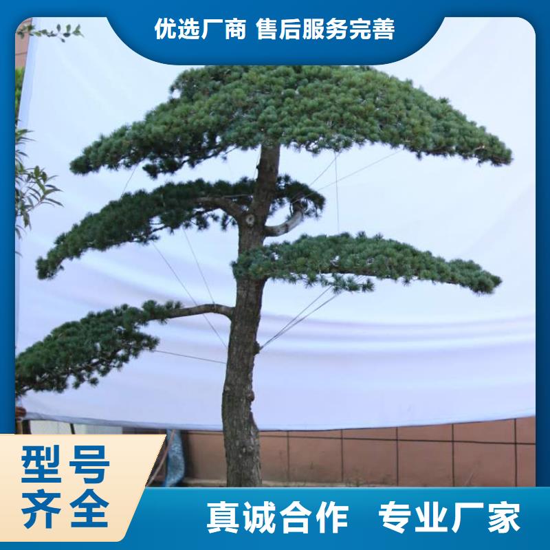 造型松奇石精选货源