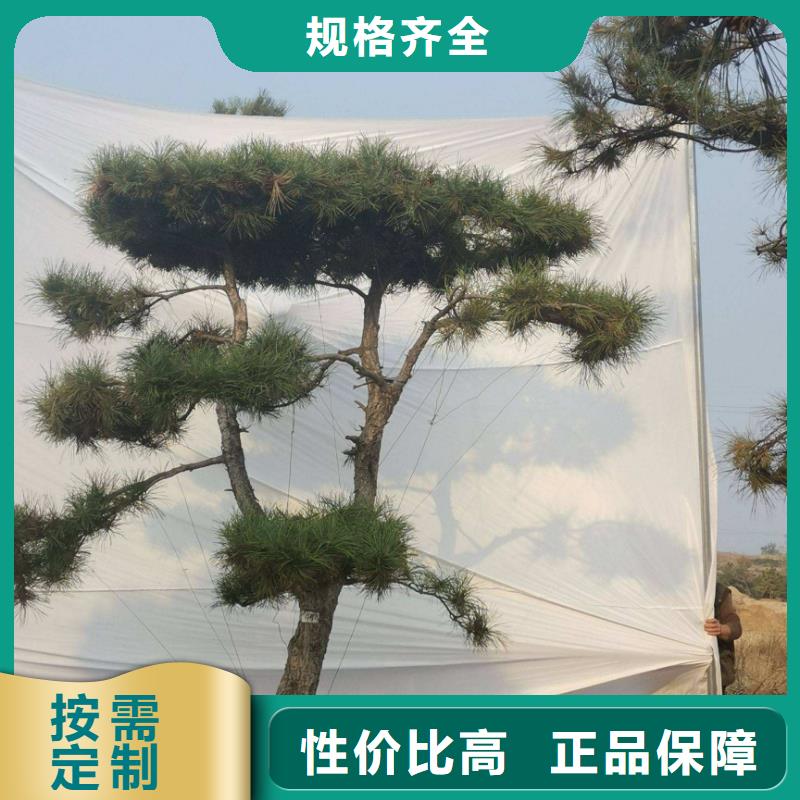 造型松,造型池松一个起售