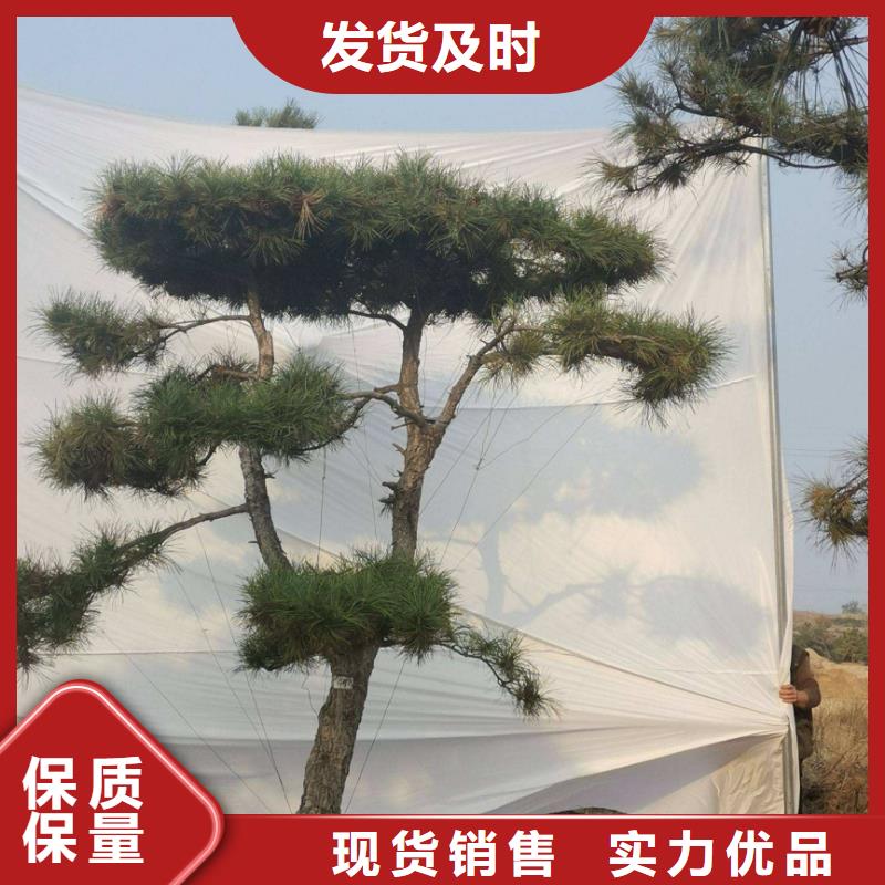 造型松-造型黑松厂家直销供货稳定