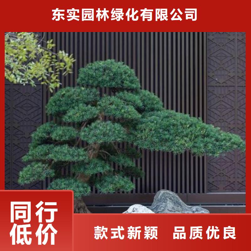  造型松品质优选