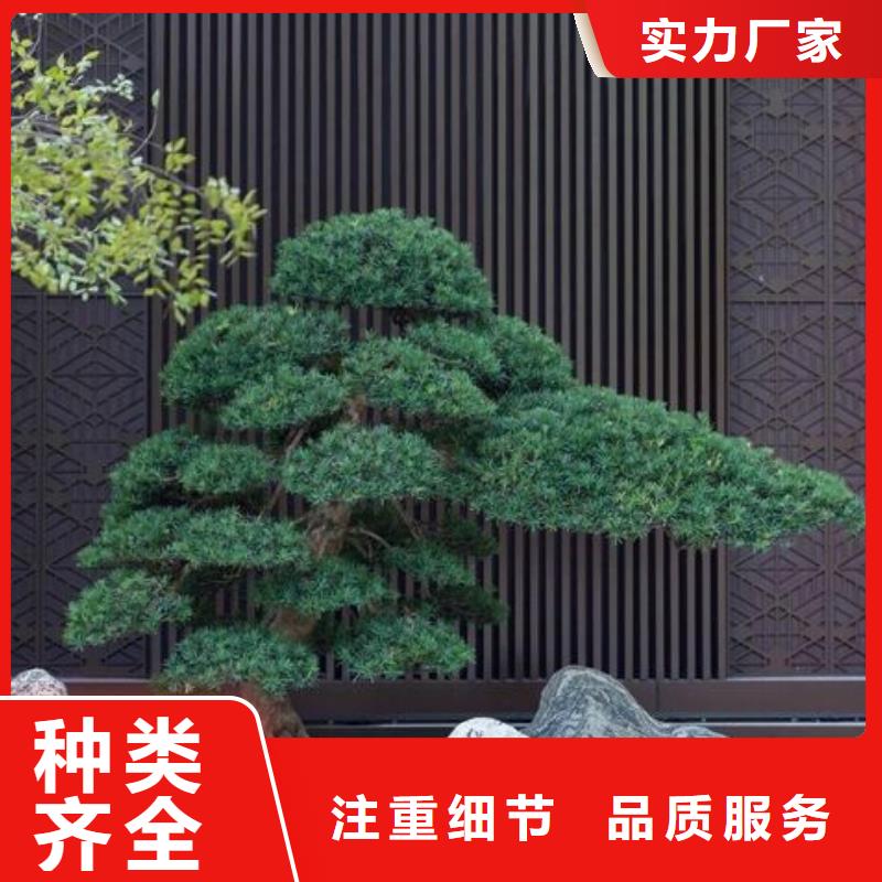 造型松_造型池松应用广泛