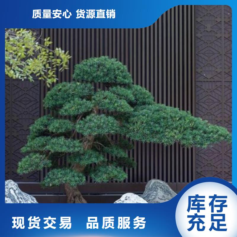 造型松-造型松价格实力商家供货稳定