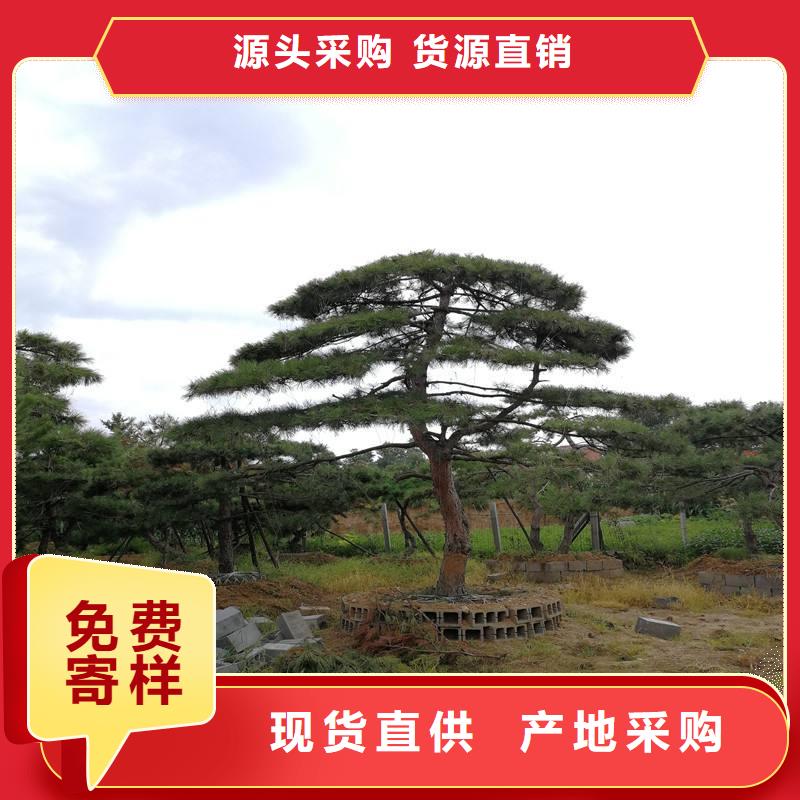 【 造型松质量安心】