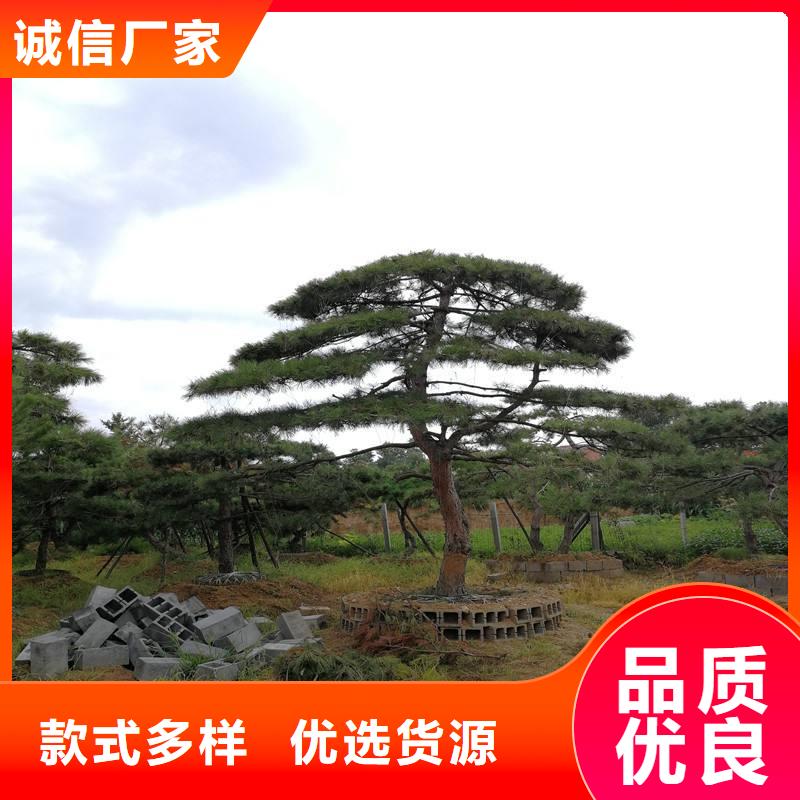 造型松造型池松价格低