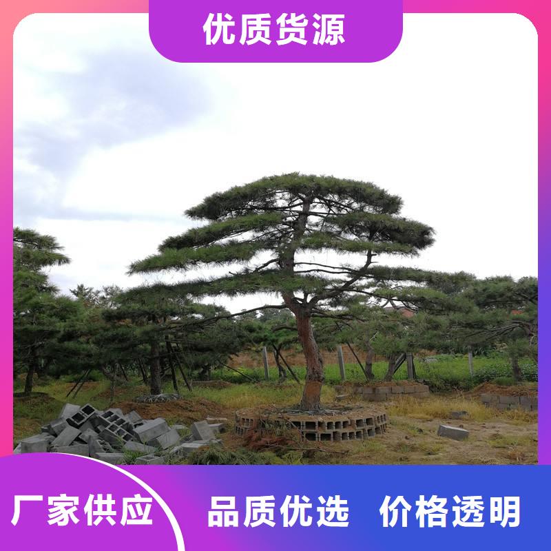 造型松-古桩颜色尺寸款式定制