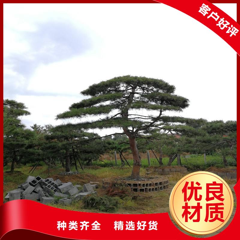 造型松造型油松用心制作