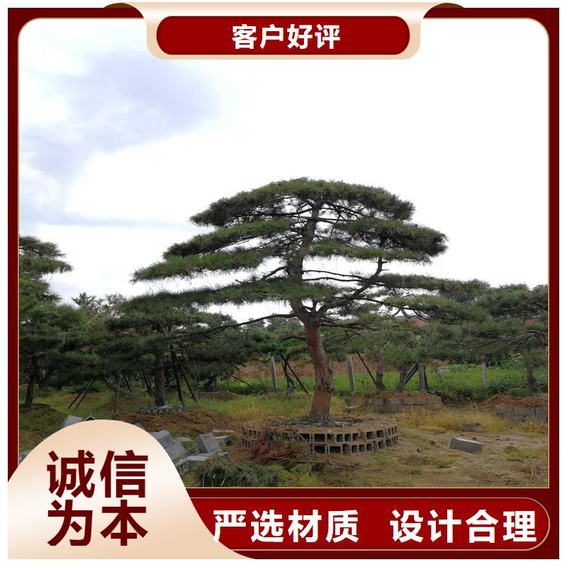 造型松_造型松价格专注产品质量与服务