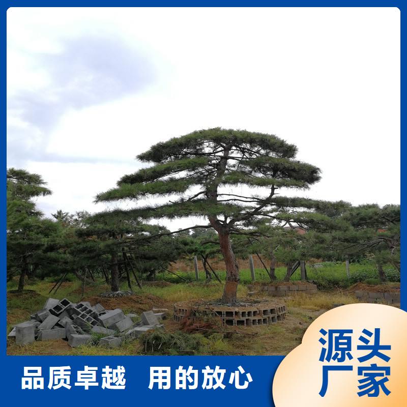  造型松批发商