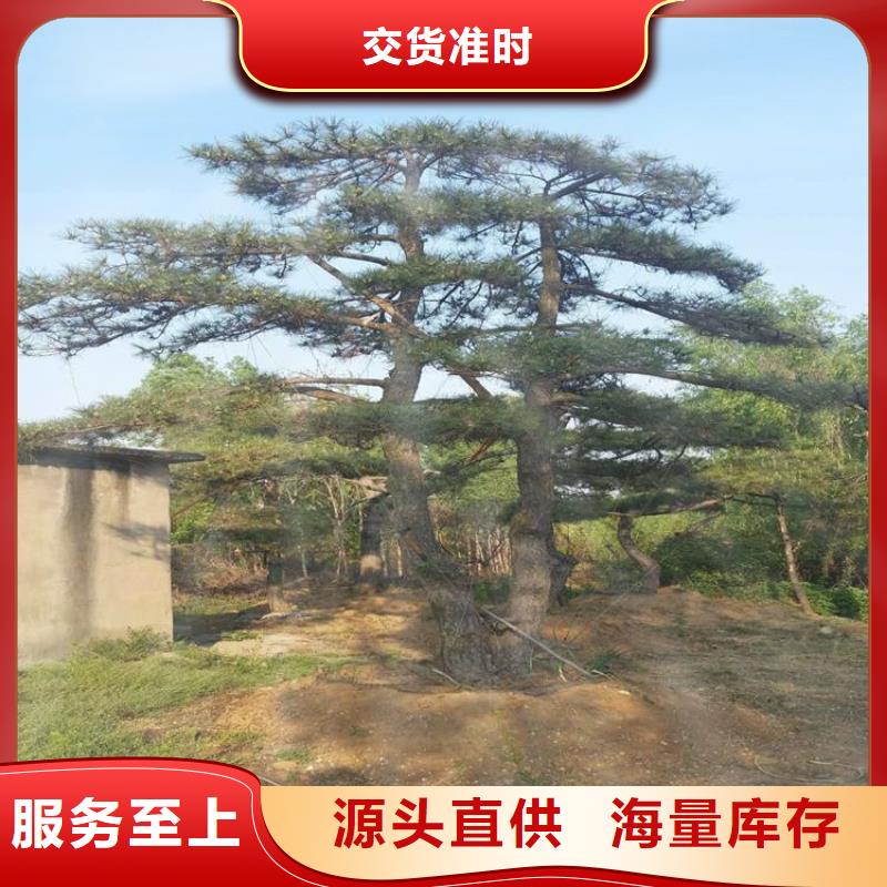 【 造型松质量安心】