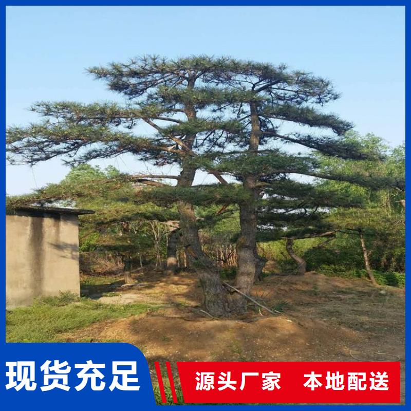  造型松定制零售批发