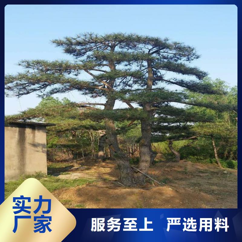 造型池松-视频-造型池松_山西省运城市市场覆盖河津|绛县|阳泉|吕梁|太原|临汾等