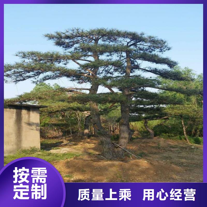 【造型松】造型松基地现货销售