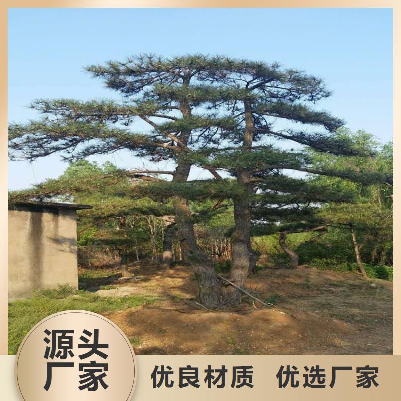 造型松大型古松量大更优惠