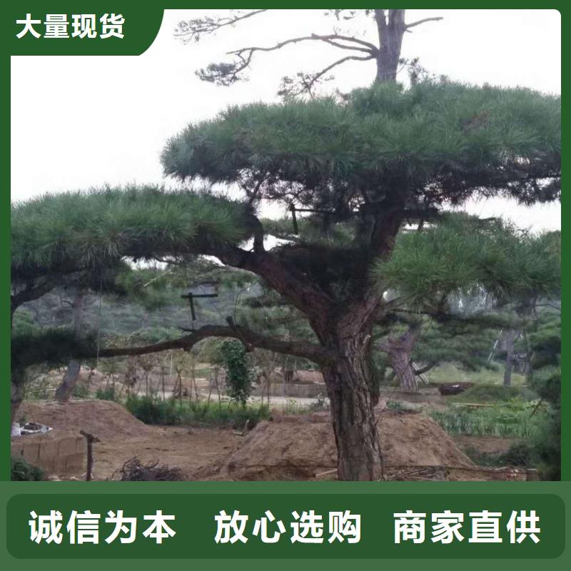 造型松 造型油松实力厂家