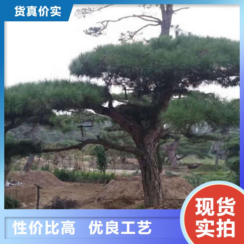 【造型松古桩欢迎来电咨询】