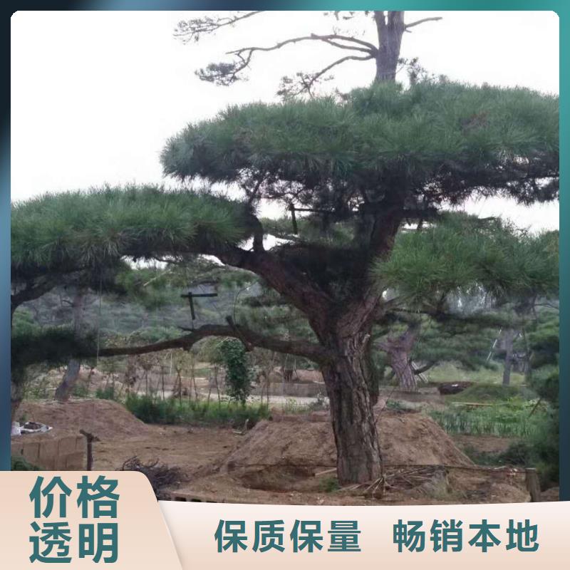 造型松奇石厂家经验丰富