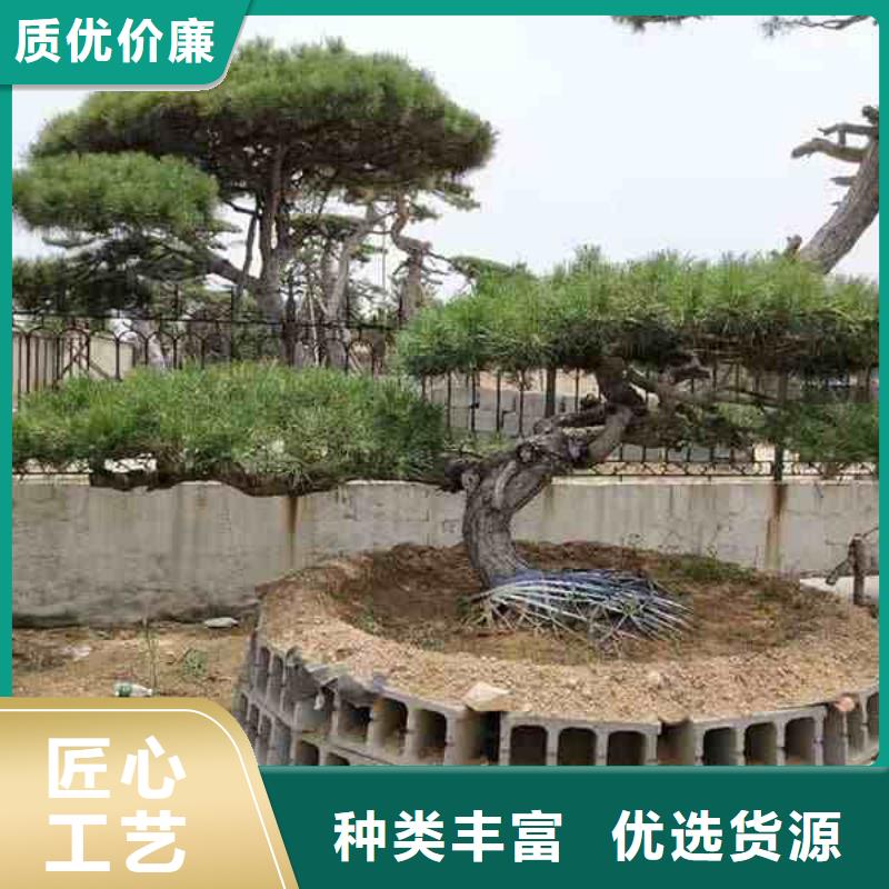造型松 造型油松实力厂家