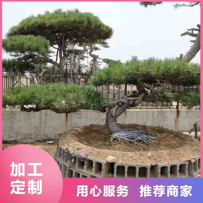  造型松厂家技术完善