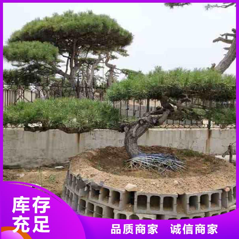 造型松造型油松生产加工