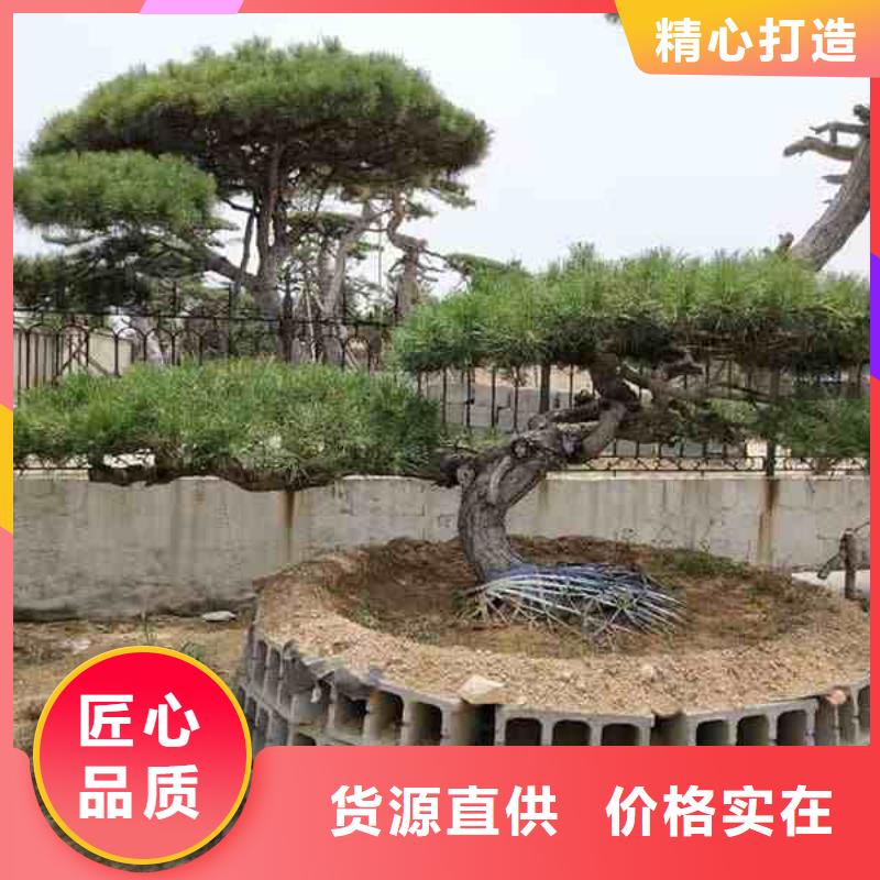 造型松_古桩质量好
