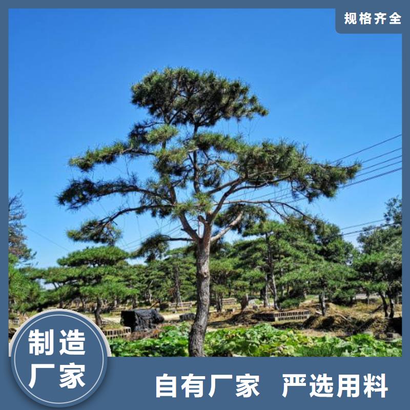 造型松古桩批发价格