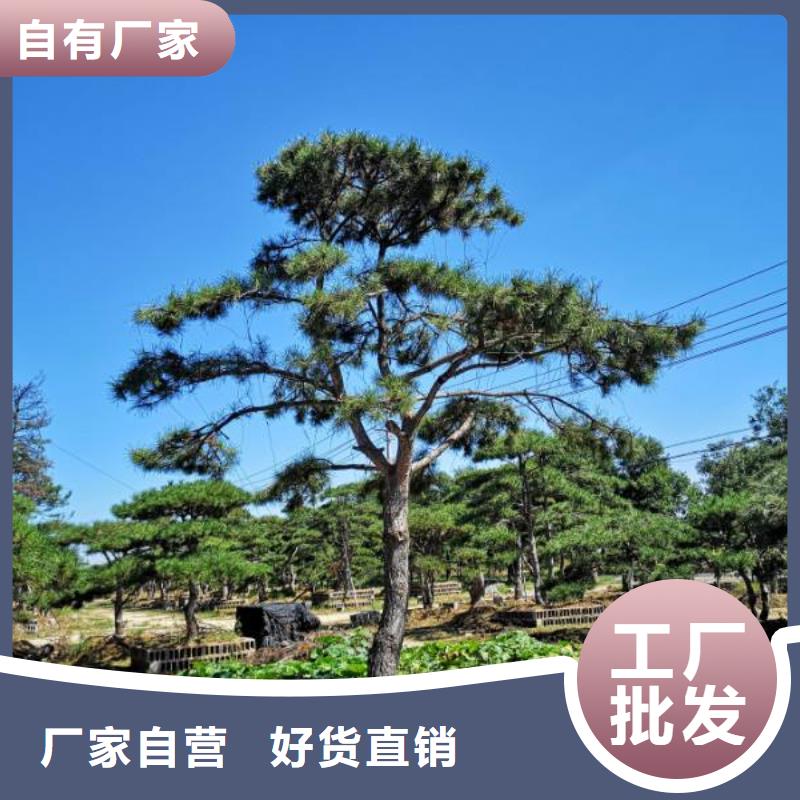 【造型松造型黑松源厂定制】