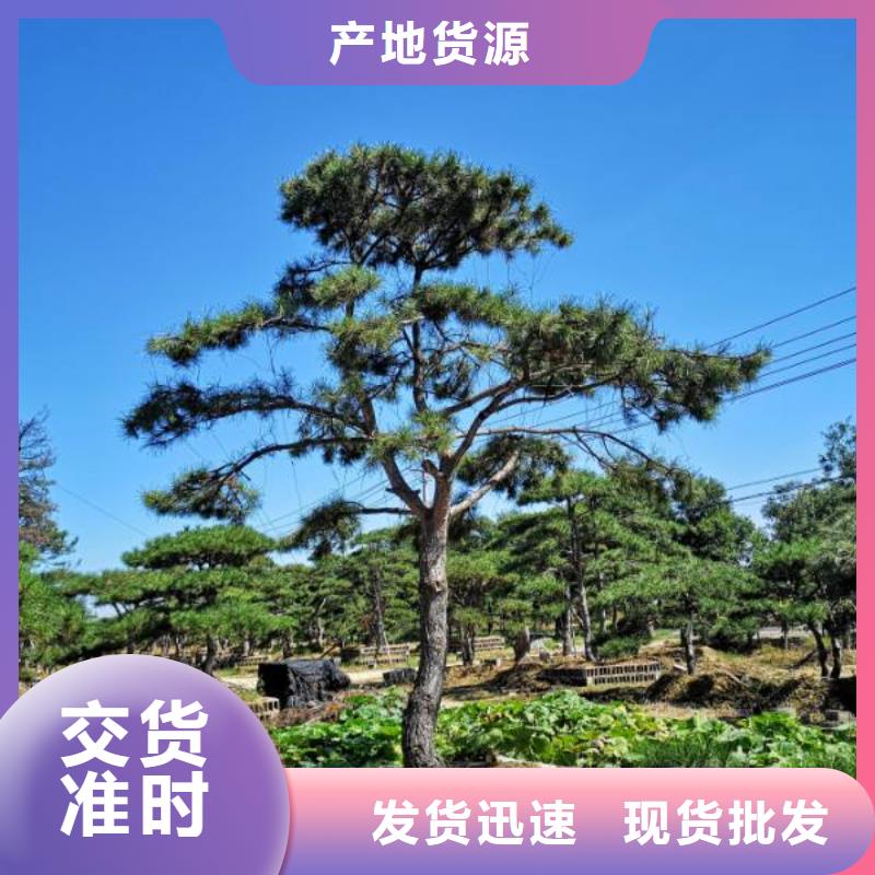 造型松,奇石优质货源