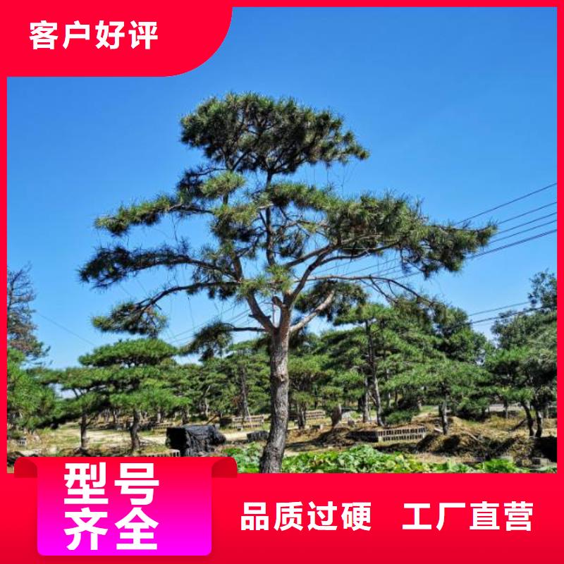 造型松-造型池松来电咨询