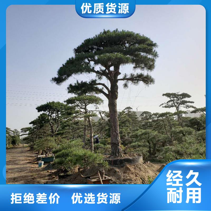 造型松大型古松量大更优惠