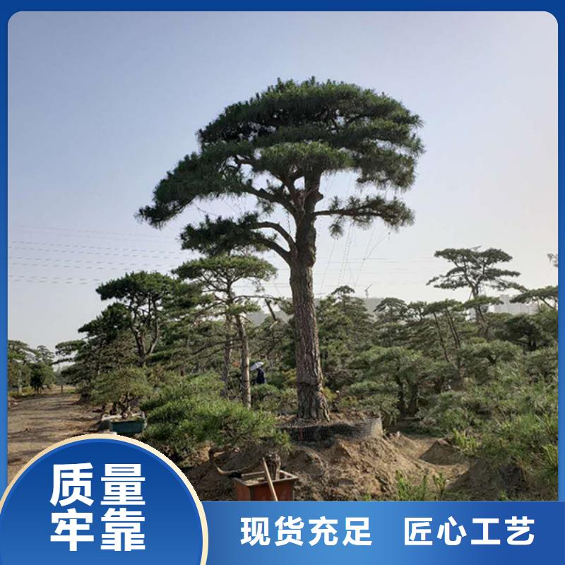 造型松,造型池松精选优质材料
