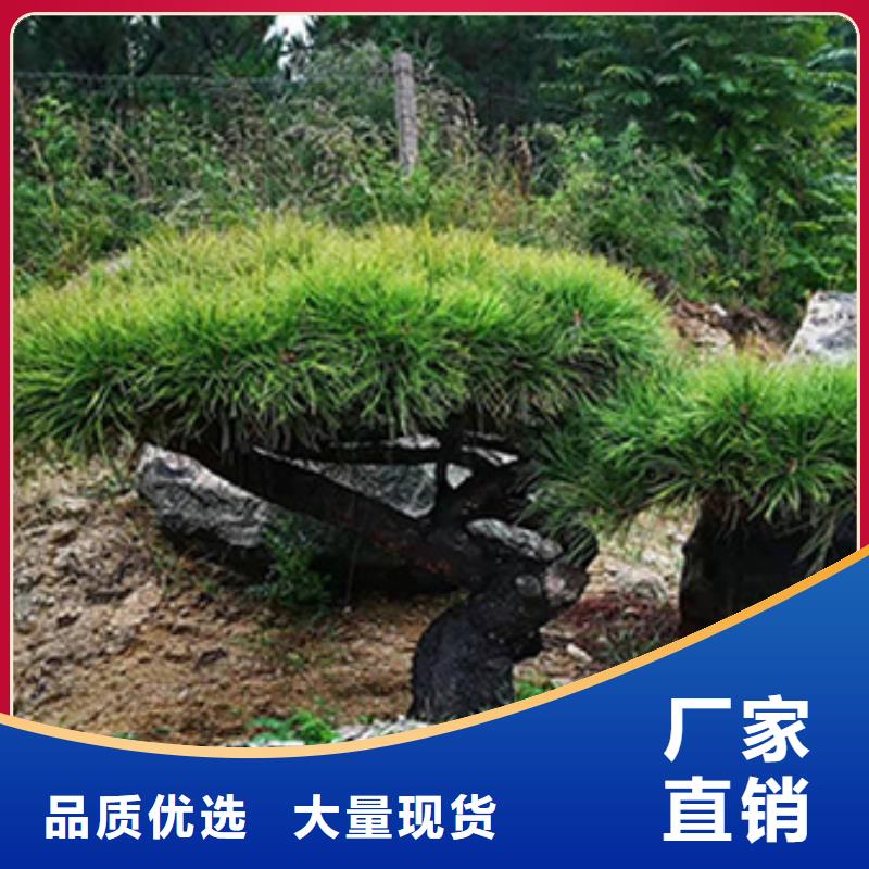  造型松自产自销