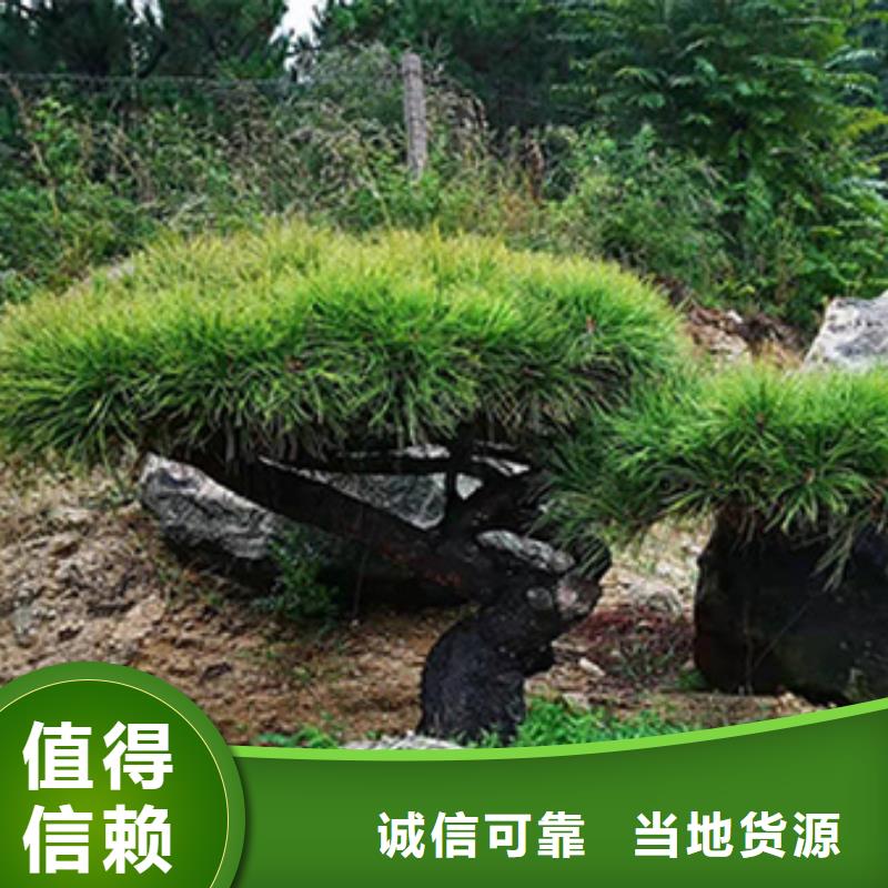 造型松黑松种类齐全