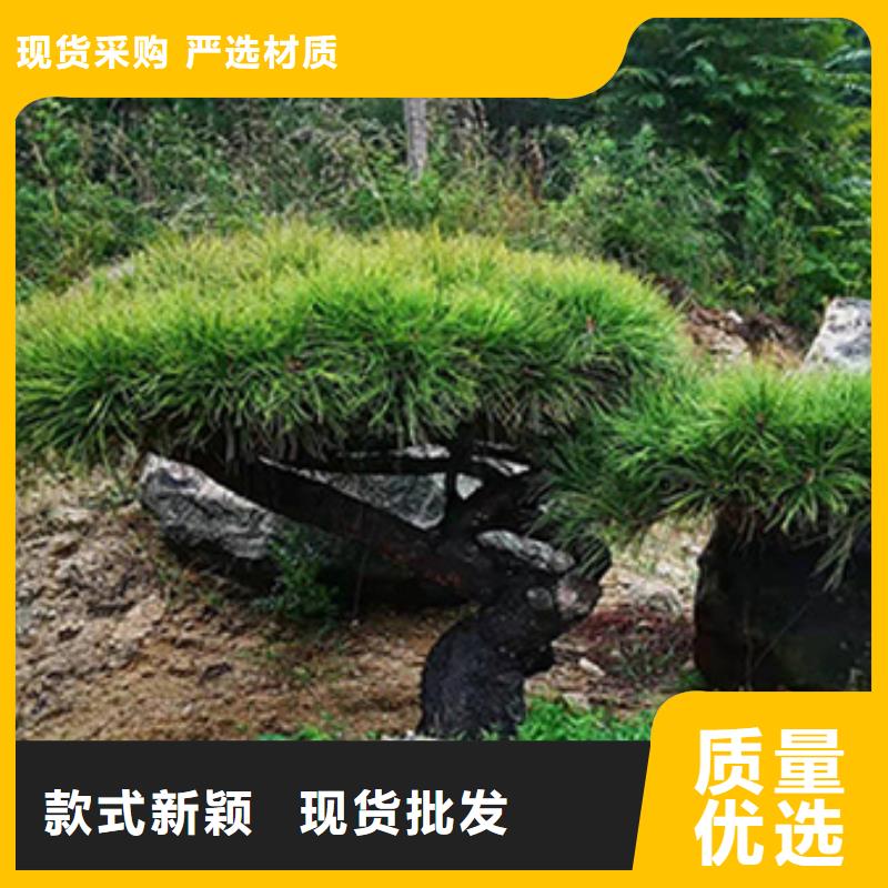 造型池松-视频-造型池松_山西省运城市市场覆盖河津|绛县|阳泉|吕梁|太原|临汾等