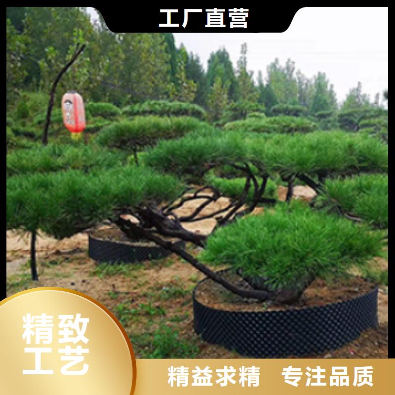造型松造型油松生产加工