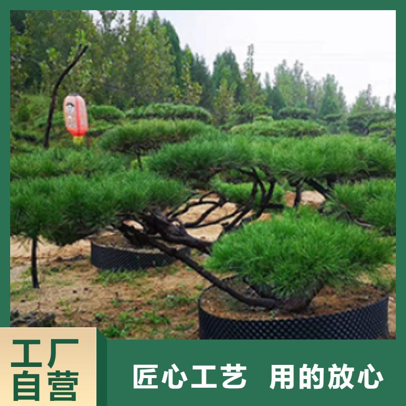 造型松迎客松厂家直销省心省钱