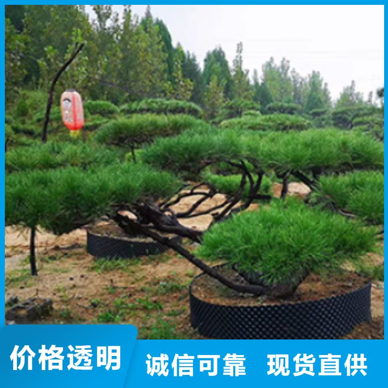 造型松古桩卓越品质保障