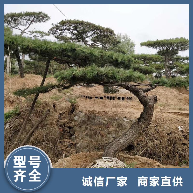 【造型松,奇石一站式供应厂家】