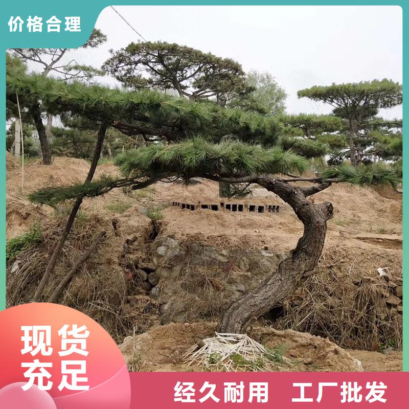 造型松-平顶松真正让利给买家