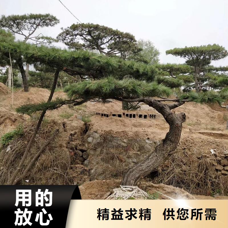 造型松,【造型松苗木】匠心品质