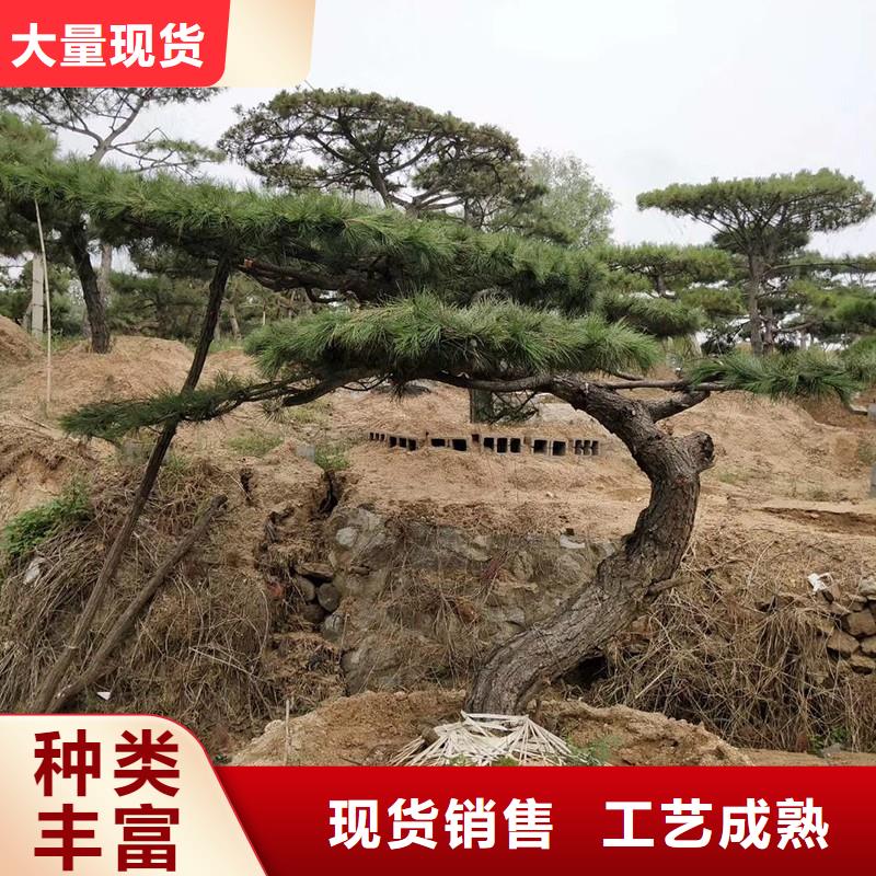 【造型松 迎客松热销产品】