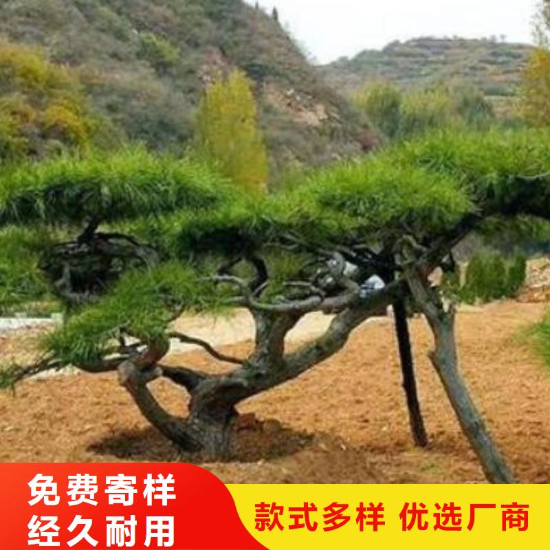  造型松N年大品牌