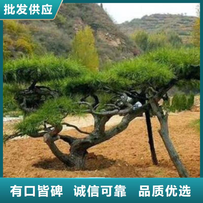 造型松平顶松订制批发