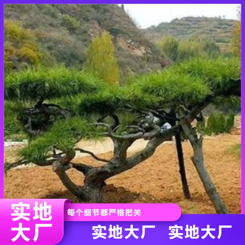造型松盆景免费安装